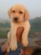 Labrador Retriever Puppies for sale in Ghodbunder, Mira Bhayandar, Maharashtra 401107, India. price: 18000 INR