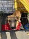 Labrador Retriever Puppies for sale in Plano, TX, USA. price: NA