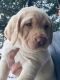 Labrador Retriever Puppies for sale in Yelm, WA, USA. price: $800
