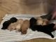 Labrador Retriever Puppies for sale in Denver, NC, USA. price: NA