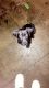 Labrador Retriever Puppies for sale in Corinth, MS 38834, USA. price: NA