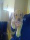 Labrador Retriever Puppies for sale in Belleville, MI 48111, USA. price: NA