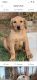 Labrador Retriever Puppies for sale in Marietta, GA, USA. price: NA