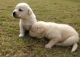Labrador Retriever Puppies for sale in Bhumkar Nagar, Wakad, Pimpri-Chinchwad, Maharashtra 411057, India. price: NA
