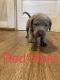 Labrador Retriever Puppies for sale in Bedford, VA 24523, USA. price: $900