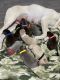 Labrador Retriever Puppies for sale in Whitney, TX 76692, USA. price: $1,000
