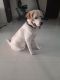 Labrador Retriever Puppies for sale in Yapral, Secunderabad, Telangana, India. price: NA