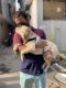 Labrador Retriever Puppies for sale in West Patel Nagar, Patel Nagar, New Delhi, Delhi 110008, India. price: 20000 INR