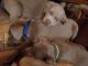 Labrador Retriever Puppies for sale in St. Louis, MO, USA. price: $500