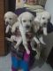 Labrador Retriever Puppies for sale in Bank Colony, Kansapur, Haryana 135002, India. price: 12999 INR