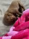 Labrador Retriever Puppies for sale in Utah County, UT, USA. price: $2,400