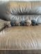 Labrador Retriever Puppies for sale in Castle Rock, CO, USA. price: $1,000