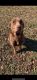Labrador Retriever Puppies for sale in Georgetown, SC 29440, USA. price: NA