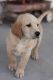 Labrador Retriever Puppies for sale in 4690 S 1600 W, Hurricane, UT 84737, USA. price: NA