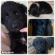 Labrador Retriever Puppies for sale in Marcellus, MI 49067, USA. price: NA