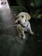 Labrador Retriever Puppies for sale in Uttar Pradesh 273303, India. price: 14000 INR
