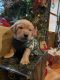 Labrador Retriever Puppies for sale in Marshall, MN 56258, USA. price: $1,300