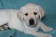 Labrador Retriever Puppies for sale in 6499 Paddington Way, Antioch, TN 37013, USA. price: $1,000