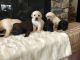 Labrador Retriever Puppies for sale in Cañon City, CO 81212, USA. price: $1,000