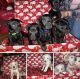 Labrador Retriever Puppies for sale in San Manuel, AZ 85631, USA. price: $500