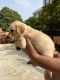 Labrador Retriever Puppies for sale in Sector 41, Noida, Uttar Pradesh 201303, India. price: 9000 INR