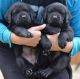 Labrador Retriever Puppies for sale in Austin, TX, USA. price: $800