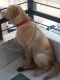 Labrador Retriever Puppies for sale in Navsari, Gujarat. price: 15000 INR