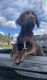 Labrador Retriever Puppies for sale in Woodland, CA, USA. price: $1,000