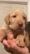Labrador Retriever Puppies for sale in Carmel, NY 10512, USA. price: $1,700