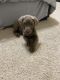 Labrador Retriever Puppies for sale in Plano, TX 75024, USA. price: $900