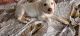Labrador Retriever Puppies for sale in Ramamurthi Nagar Main Rd, BSV Reddy Layout, Ramamurthy Nagar, Bengaluru, Karnataka, India. price: 8000 INR