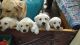 Labrador Retriever Puppies for sale in Gokul 1st St, Shastri Nagar, Kolathur, Chennai, Tamil Nadu 600049, India. price: 12 INR