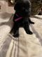 Labrador Retriever Puppies for sale in Humphrey, NY 14741, USA. price: NA