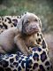 Labrador Retriever Puppies for sale in Valdosta, GA, USA. price: NA