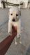 Labrador Retriever Puppies for sale in Badangpet, Telangana, India. price: 14000 INR