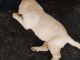 Labrador Retriever Puppies for sale in Tiruvannamalai, Tamil Nadu, India. price: 8000 INR