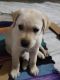 Labrador Retriever Puppies for sale in Shyam Puri, Jhotwara, Jaipur, Rajasthan 302032, India. price: 12000 INR