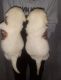 Labrador Retriever Puppies for sale in Jyoti Nagar, New Usmanpura, Aurangabad, Maharashtra 431005, India. price: 9500 INR
