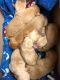 Labrador Retriever Puppies for sale in Grandville, MI, USA. price: $1,200
