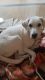 Labrador Retriever Puppies for sale in Dewas, Madhya Pradesh, India. price: 25000 INR