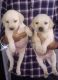 Labrador Retriever Puppies for sale in Jyoti Nagar, New Usmanpura, Aurangabad, Maharashtra 431005, India. price: 10500 INR