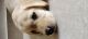 Labrador Retriever Puppies for sale in Marathahalli Village, Marathahalli, Bengaluru, Karnataka 560037, India. price: 7000 INR