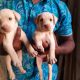 Labrador Retriever Puppies for sale in Vellore, Tamil Nadu, India. price: 5000 INR