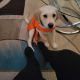 Labrador Retriever Puppies for sale in Brookline, NH 03033, USA. price: $2,000