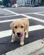 Labrador Retriever Puppies for sale in 155 4th St Ste 1050, San Francisco, CA 94103, USA. price: NA