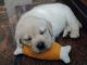 Labrador Retriever Puppies for sale in Stella Nagaram, Dammaiguda, Secunderabad, Telangana 500083, India. price: 20000 INR