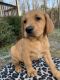 Labrador Retriever Puppies for sale in Chattanooga, TN, USA. price: $1,200