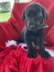 Labrador Retriever Puppies for sale in Dade City, FL, USA. price: $900
