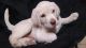Labrador Retriever Puppies for sale in Sullivan City, TX 78595, USA. price: NA