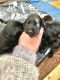 Labrador Retriever Puppies for sale in Melbourne, FL, USA. price: $1,500
